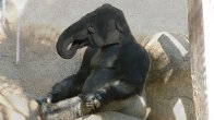 Gorilla and Elephant